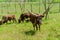 Watusi Cows in farm