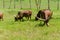 Watusi Cows in farm