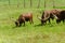 Watusi Cows in farm