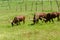 Watusi Cows in farm