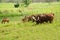 Watusi Cows in farm animal