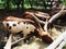 Watusi in farm of cow in northern Thailand