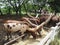 Watusi in farm of cow in northern Thailand