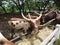 Watusi in farm of cow in northern Thailand