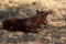 Watusi in herd, in the mountains, next to rocks and in a natural background. Plants around animals, hot habitat. Watusi related to