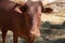 Watusi in herd, in the mountains, next to rocks and in a natural background. Plants around animals, hot habitat. Watusi related to