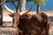 Watusi in herd, in the mountains, next to rocks and in a natural background. Plants around animals, hot habitat. Watusi related to