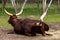 Watussi cow resting on the paddocks. African farm animals