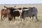Watussi herd of cattle grazing in the steppe