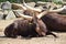 Watussi Herd Lying on Sand Stock Photo