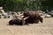 Watussi Herd Lying on Sand Stock Photo