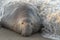 Wave breaking on a male northern elephant seal