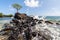 Wave breaks over prehistoric ruined wave breaker with a lonely tree. Nan Madol. Lagoon of Pohnpei, Micronesia, Oceania.