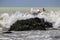 Wave crashing onto a rock with seagulls