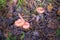 Wave mushrooms grow in the forest on an autumn