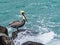 Wave Splashing the Florida Brown Pelican