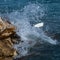 Wave Splashing a Snowy Egret on the Rocks