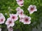 Wave Sugar Daddy violet color, Family name Solanaceae, Scientific name Petunia hybrid Vilm, Large petals single layer Grandiflora