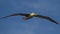 Waved Albatros in Flight