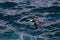 Waved Albatros in Flight