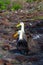 Waved Albatros in the Galapagos Islands