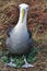 Waved Albatross