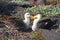 Waved Albatross