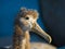 Waved Albatross