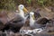 Waved Albatross couple,Galapagos