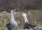 Waved Albatross courtship behavior, Galapagos Islands