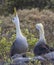 Waved Albatross courtship behavior, Galapagos Islands