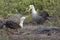 Waved Albatross courtship behavior, Galapagos Islands