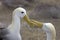 Waved Albatross courtship behavior, Galapagos Islands