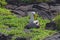 Waved Albatross, Espanola, Galapagos Islands