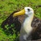 Waved Albatross on Espanola Island, Galapagos