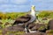 Waved albatross on Espanola Island, Galapagos National park, Ecu