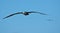 Waved albatross in flight at EspaÃ±ola, Galapagos