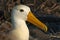 Waved albatross, Galapagos Islands