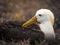 Waved Albatross, Galapagos Islands, Ecuador