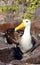 Waved Albatross Nesting on Espanola Island