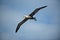 Waved albatross Phoebastria irrorata in flight