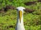 Waved Albatross Portrait, Galapagos, Ecuador