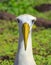 Waved Albatross Portrait, Galapagos, Ecuador