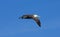 Waved Albatross Soaring over Espanola Island