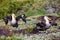 Waved albatrosses doing courtship ritual on Espanola Island, Gal