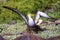 Waved albatrosses doing courtship ritual on Espanola Island, Galapagos National park, Ecuador