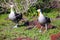 Waved albatrosses doing courtship ritual on Espanola Island, Galapagos National park, Ecuador