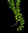 Waved ivy twigs with small green leaves isolated on black