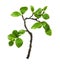 Waved twig with green leaves isolated