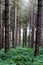 Waveney Forest, St Olaves, Norfolk Broads, Great Yarmouth, Norfolk, England, UK